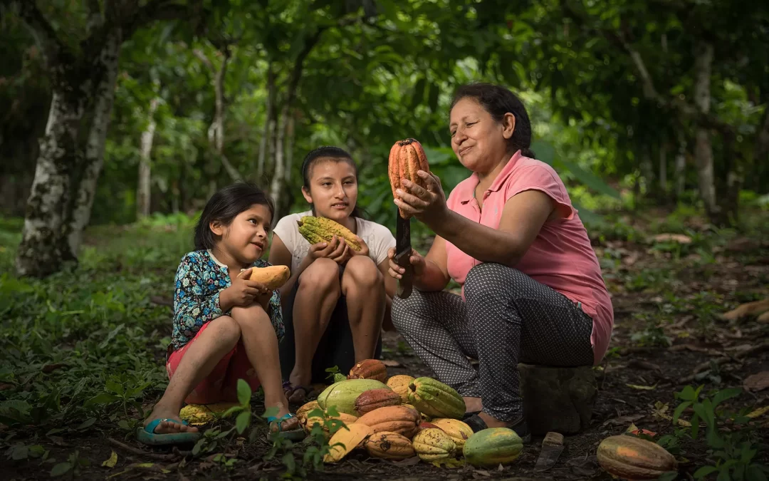 quiebre de cacao